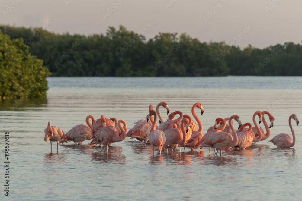 Obraz premium Pink flamingos family at dawn , they gather before setting off to start their day in the river 