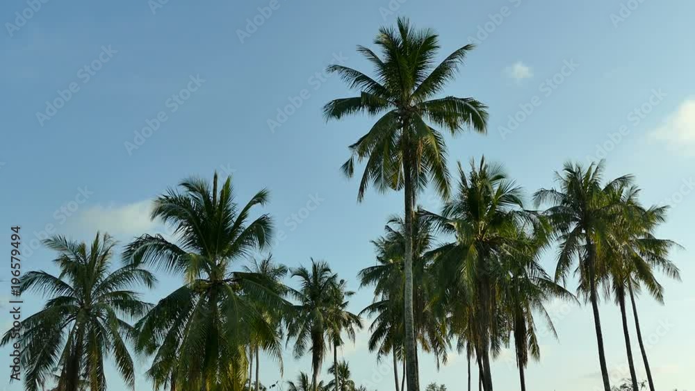 Beautiful tropical coconut palm tree on sky background
Beautiful tropical coconut palm tree on sky background