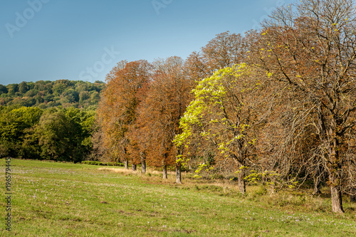 Chestnut trees with brown leaves in autumn