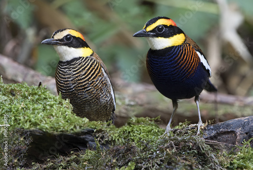 The Malayan banded pitta  Hydrornis irena  is a species of bird in the family Pittidae. It is found in Thailand  the Malay Peninsula and Sumatra. It was formerly considered conspecific with the Bornea