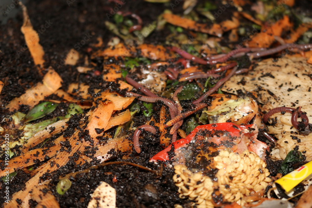 vermicomposting is a way for people with small properties to compost their food waste and produce an organic fertilizer. This photo depicts the worms eating food waste