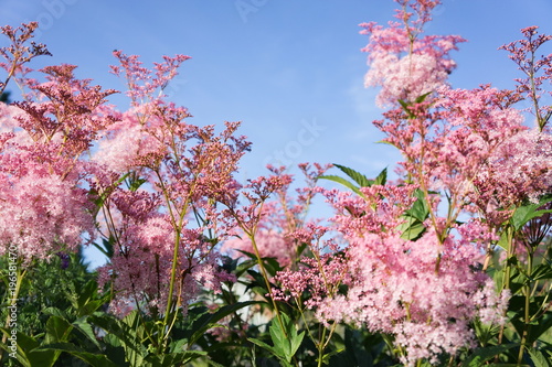 Pink flowers of Rodgersia pinnate in  bloom against the blue sky.
