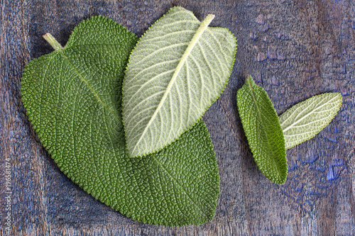 alternative medicine matico plant leafs in Ecuador photo