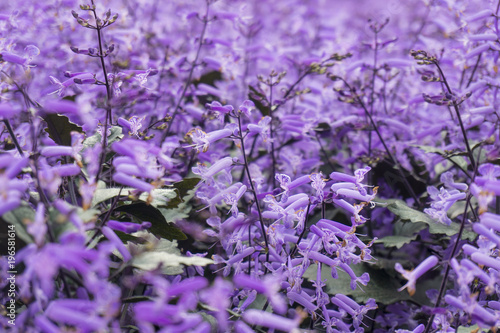 Close up of purple Lavender flowers in the garden.