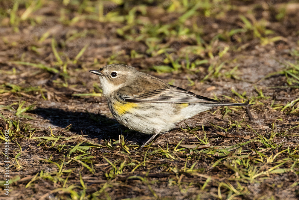 Palm warbler looking for bugs in the grass Palm warbler looking for bugs in the grass