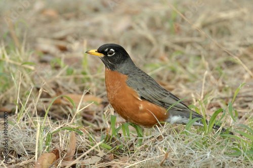 America robin searching for a meal in the grass