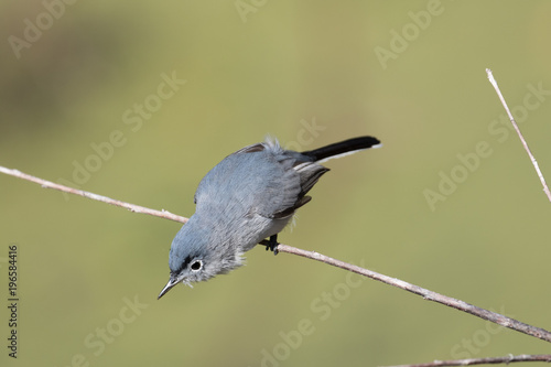 Small gray gnatcatcher perched on a branch 