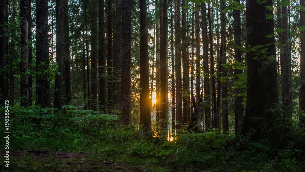 Obraz premium Forest 013