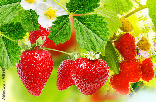 gardening strawberries and raspberries