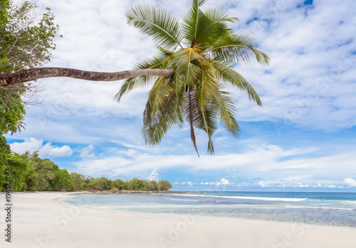 Fototapeta Naklejka Na Ścianę i Meble -   cocotier penché sur plage de Barbarons, île de Mahé, Seychelles 