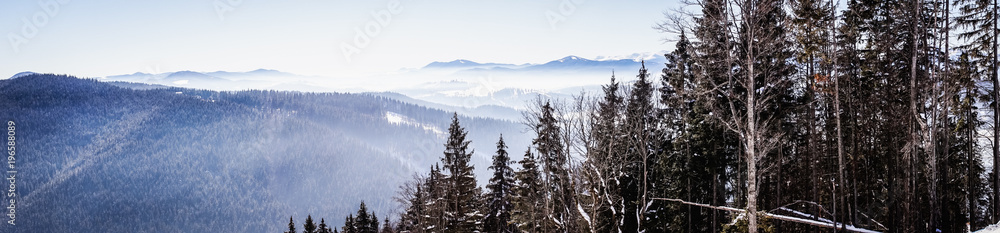 Winter foggy coniferous forest. Wild nature of the Carpathian Mountains in Eastern Europe, Ukraine Winter foggy coniferous forest. Wild nature of the Carpathian Mountains in Eastern Europe, Ukraine