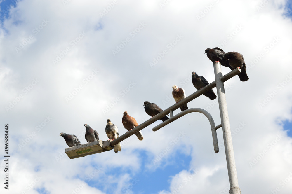 Flock of dove birds sitting on the streetlight in the city on the background of the sky Flock of dove birds sitting on the streetlight in the city on the background of the sky