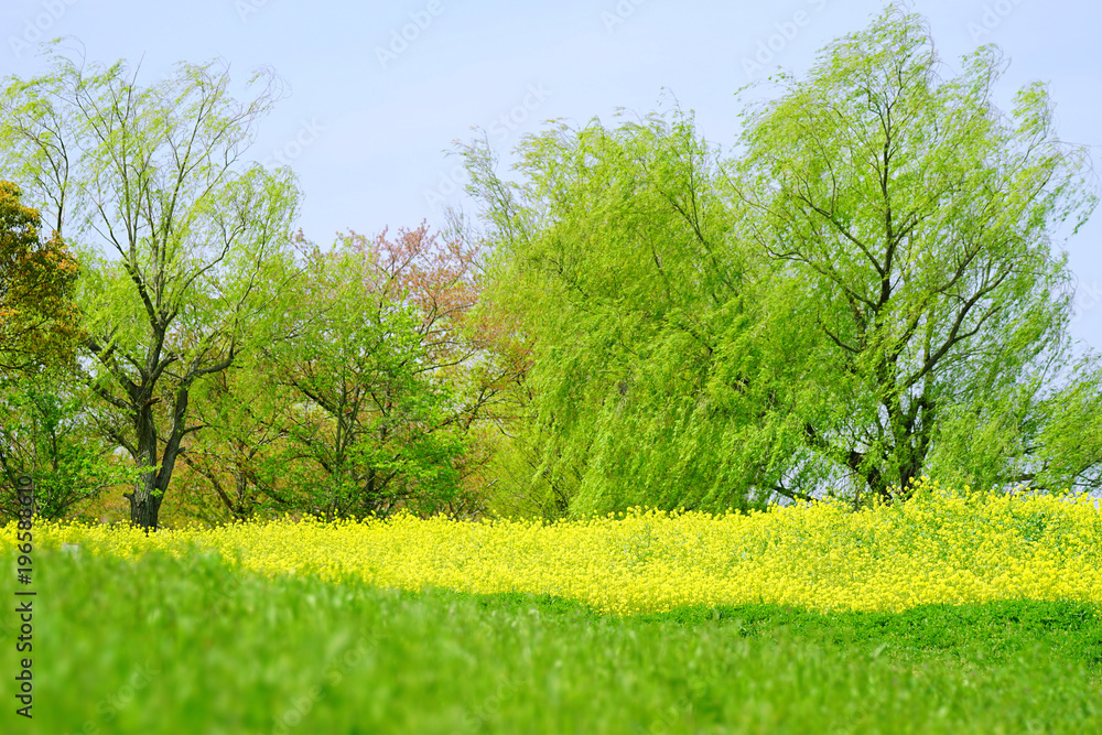 Obraz premium 新緑と菜の花