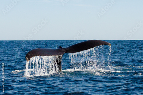 Photography Whale tail dripping water