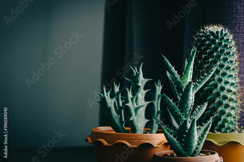 Fotografie green cactus on table