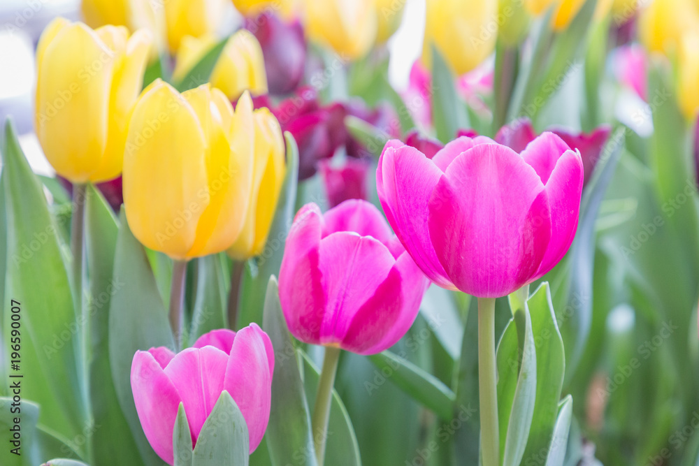 Tulip flower with green leaf background in tulip field at winter or spring day for postcard beauty decoration and agriculture concept design.