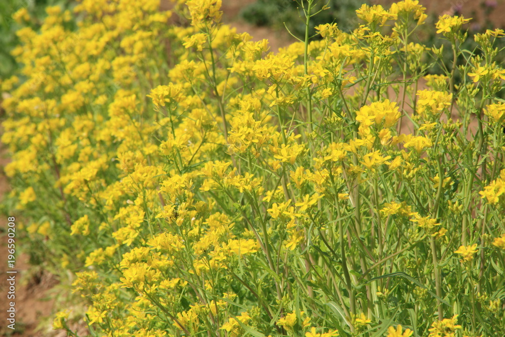 Fototapeta premium 水菜の花