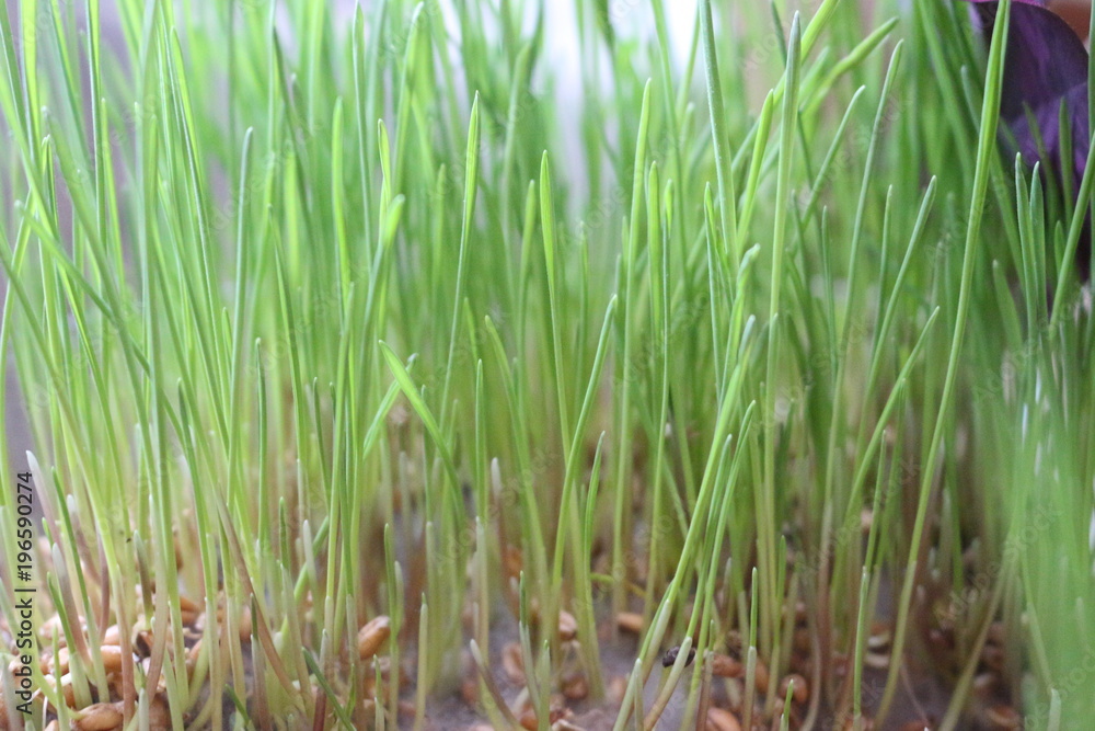 green sprouts of wheat green sprouts of wheat