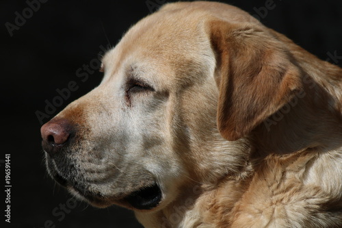      Portrait Of Labrador Retriever  © gojalia