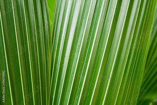 Abstract background coconut leaf