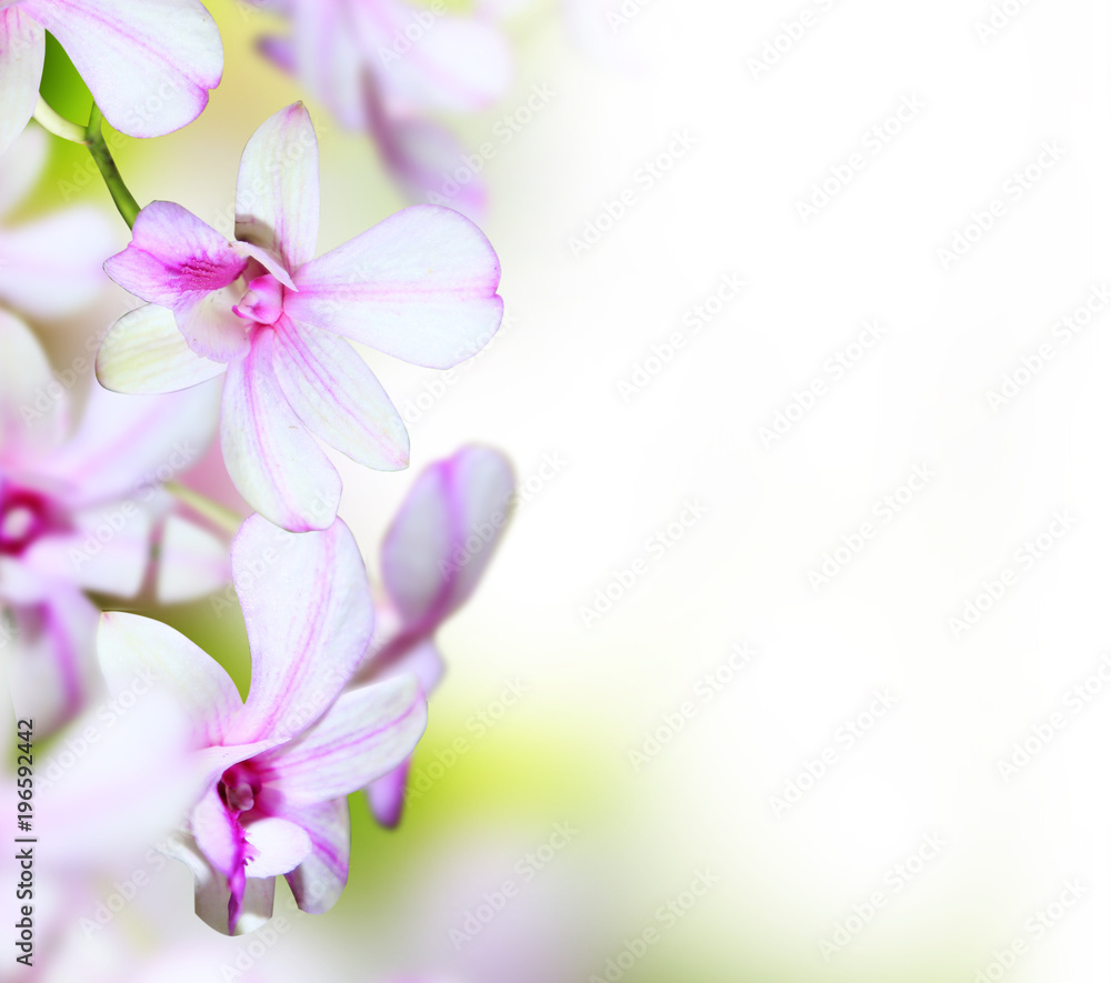 beautiful spring flower background with copy space beautiful spring flower background with copy space