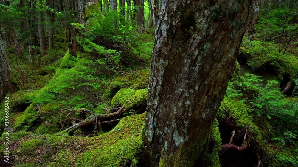 Moss Forest in the Rain / shirakoma pond Moss Forest in the Rain / shirakoma pond