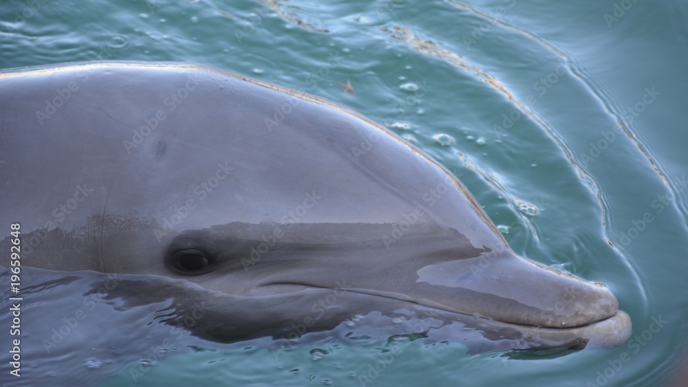 Naklejka premium Dolphins swimimg in water