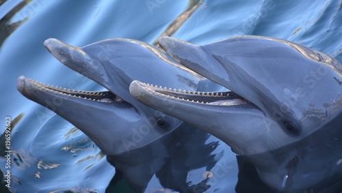 Dolphins swimimg in water photo