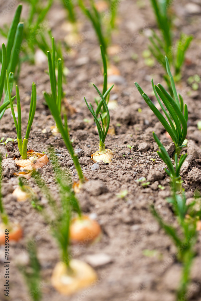 Saplings of onion in the garden in the spring Saplings of onion in the garden in the spring