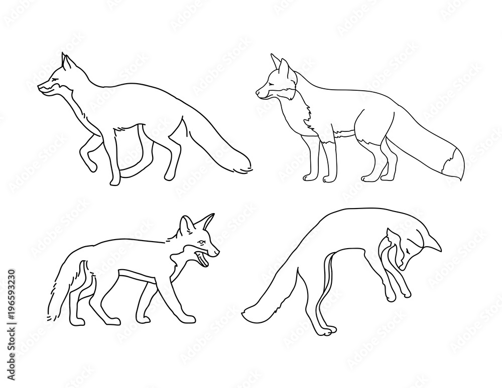 Naklejka premium Fox outline