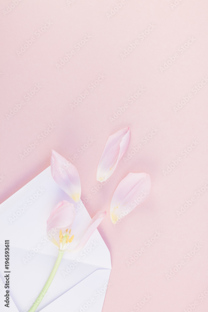 Pink tulip with petals in opened paper envelope