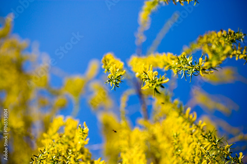 Yellow flowers on willow branches in spring
