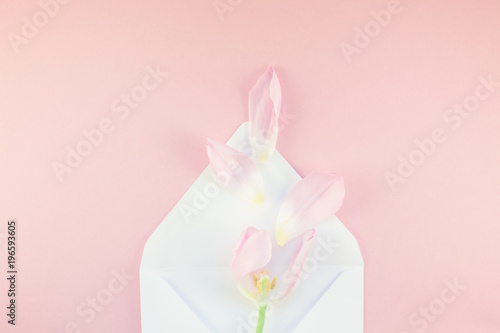 Pink tulip with petals in opened paper envelope © dvoevnore