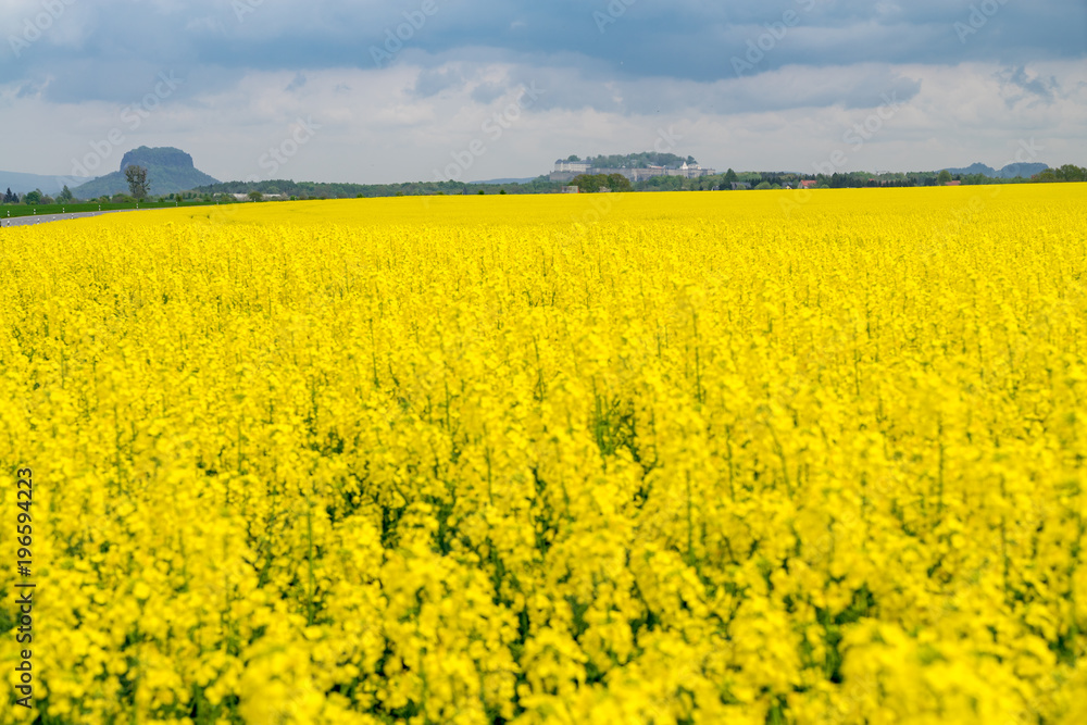 Raps fields near to Konigstein fortress Raps fields near to Konigstein fortress