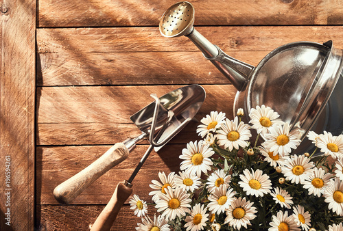 Garden flat lay with flowers and watering can photo