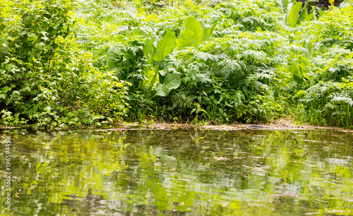 Green grass with reflection in the lake