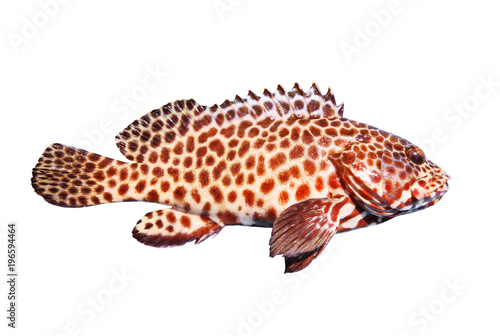 side view full body of grouper fish isolated white background photo