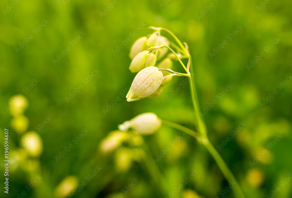 Beautiful yellow flower in the wild in spring Beautiful yellow flower in the wild in spring