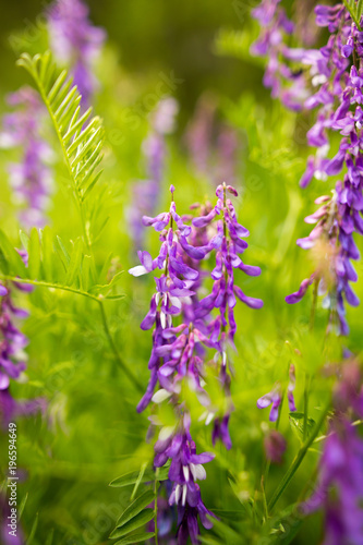 Beautiful blue flower in the wild