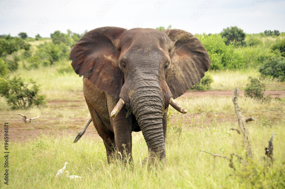 African Elephant – Front View
