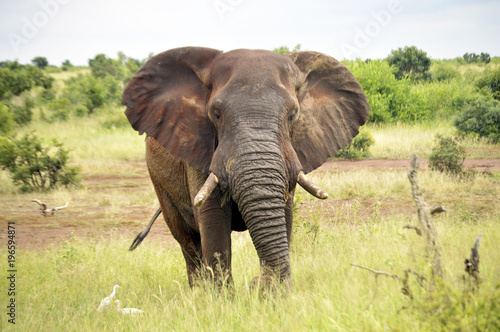 African Elephant     Front View