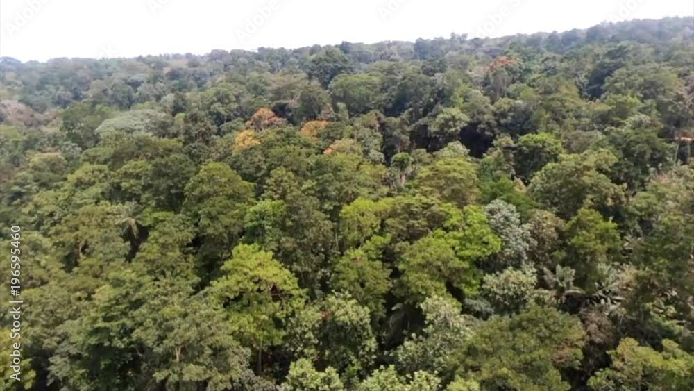 Rainforest canopy Rainforest canopy