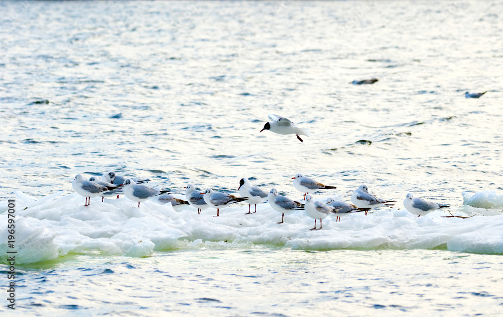  feathered seagulls floating on an ice floe along the river