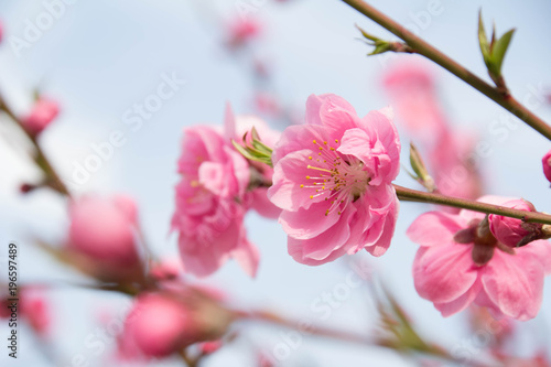 Fototapeta Naklejka Na Ścianę i Meble -  花桃の美しいピンクの花