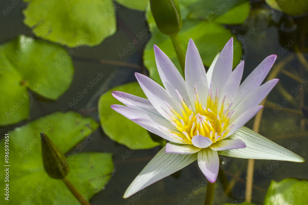 Elegant pink lily flower (lotus) in the water. The lotus flower (water lily) is a national flower for India. Symbol in Asian culture Elegant pink lily flower (lotus) in the water. The lotus flower (water lily) is a national flower for India. Symbol in Asian culture