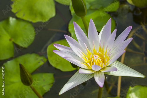 Elegant pink lily flower (lotus) in the water. The lotus flower (water lily) is a national flower for India. Symbol in Asian culture
