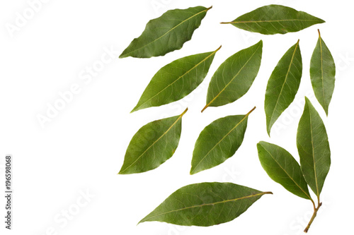 Laurel leaves isolated on a white background