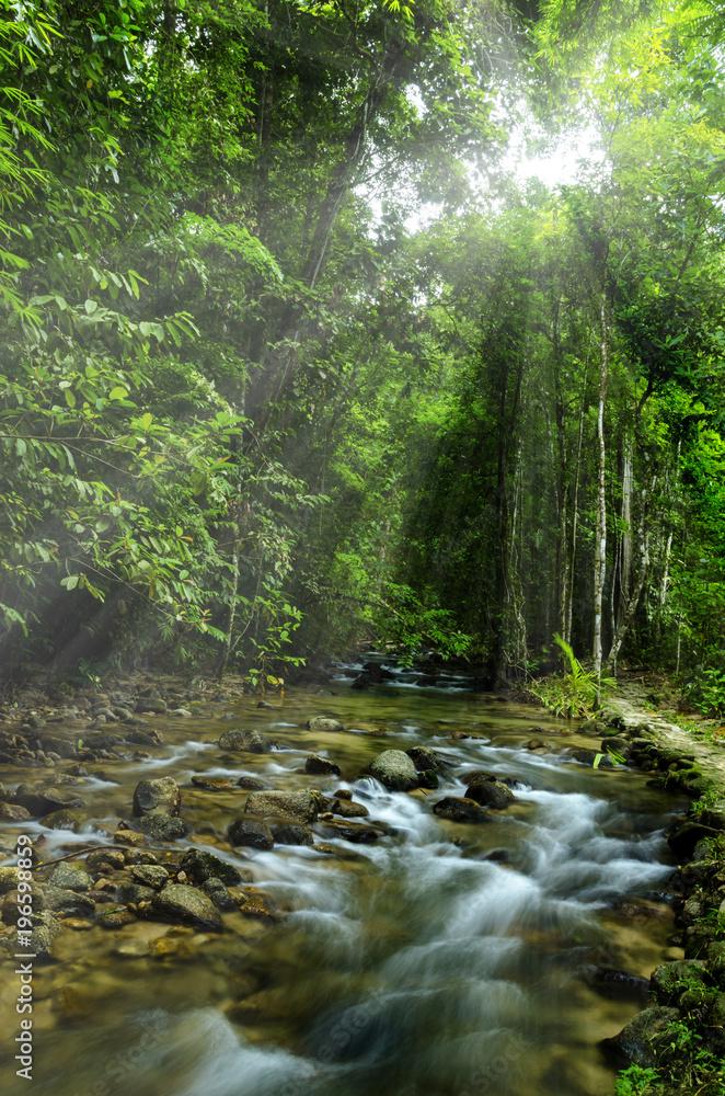 Obraz premium Piękna belka do lasu