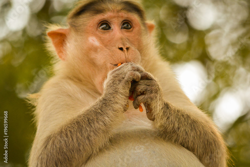Pregnant bonnet macaque eating tamoto. photo