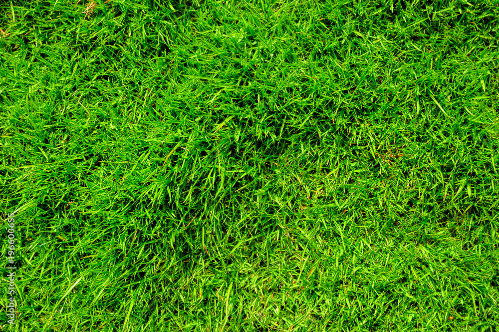 Fototapeta premium Focus on the surface of the lawn green, Green lawn, backyard for background 
